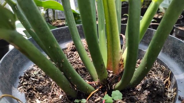 Philodendron Lynette - Philodendron Murah - Review Philodendron Linet - Harga Philodendron Lynette