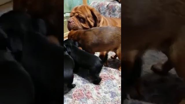 два щенка породы пти барабансон