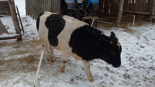 Проблемы холодной зимовки быков.
