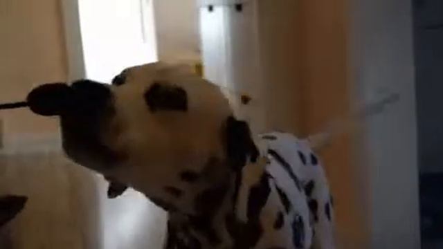 Buddy The Dalmatian