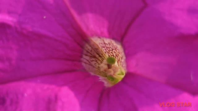 How Beautiful My Rooftop Garden Ll Rooftop Garden Overviews @SuniRio's World