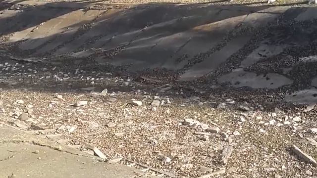 Поклонская требует помощи от Украины: 