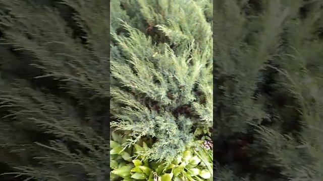 Чистка китайского можжевельника!!!