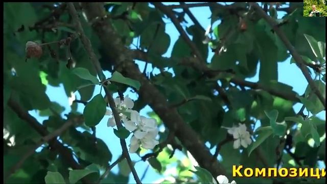 Зацвела яблоня в июле. Автор Олег Козлов, Смоленская область