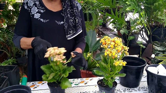 Qual É A Diferença Kalandiva Kalachoe??