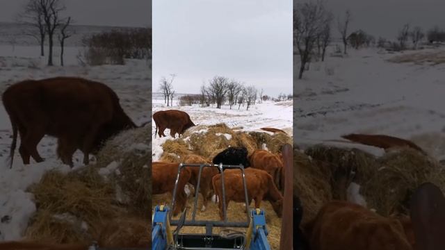 Зима 2020 Коровы салома
