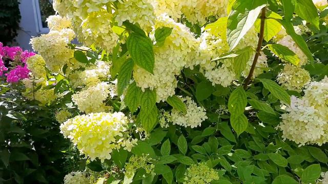 ЦВЕТЕТ ГОРТЕНЗИЯHYDRANGEA BLOOMS绣球花绽放.