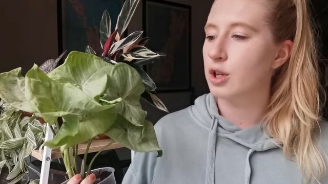 Top 10 EASY Care Houseplants | Ideal For Plant Beginners