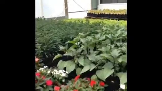 Windy Meadow Nursery Father's Day 2016 Walk Through