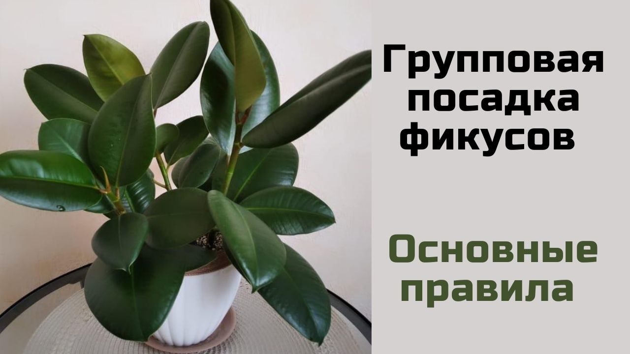 Какие черенки готовы к посадке в грунт? МОЖНО ли сажать несколько фикусов в один горшок?