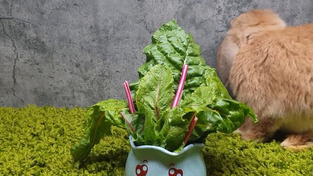 RABBIT ASMR EATING RAINBOW BEET LEAVES/АСМР ОТ КРОЛИКА#6