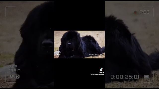 The Black Russian Terrier