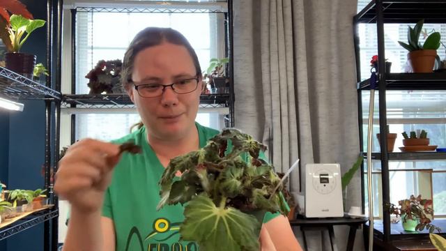 & The Top Plants That Bring Me Joy