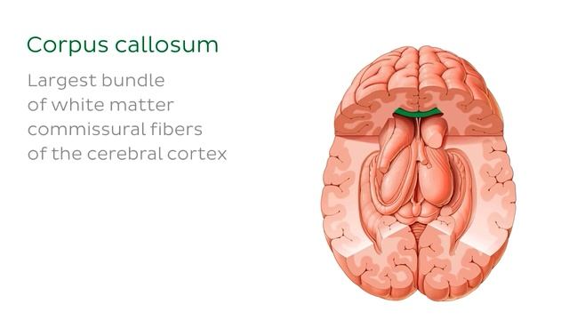 Таламус - Анатомия человека | Kenhub