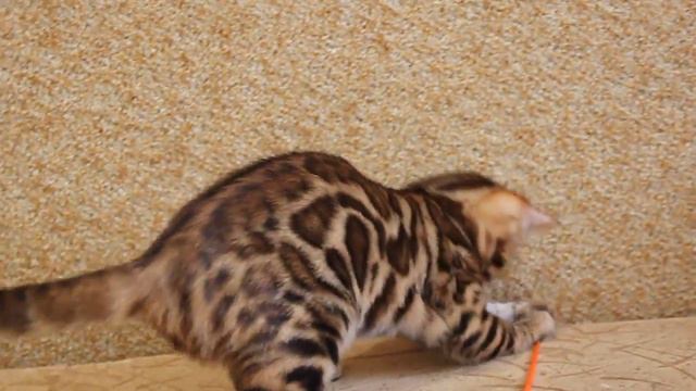 Питомник Http://ashimacats.ru/kitten.html