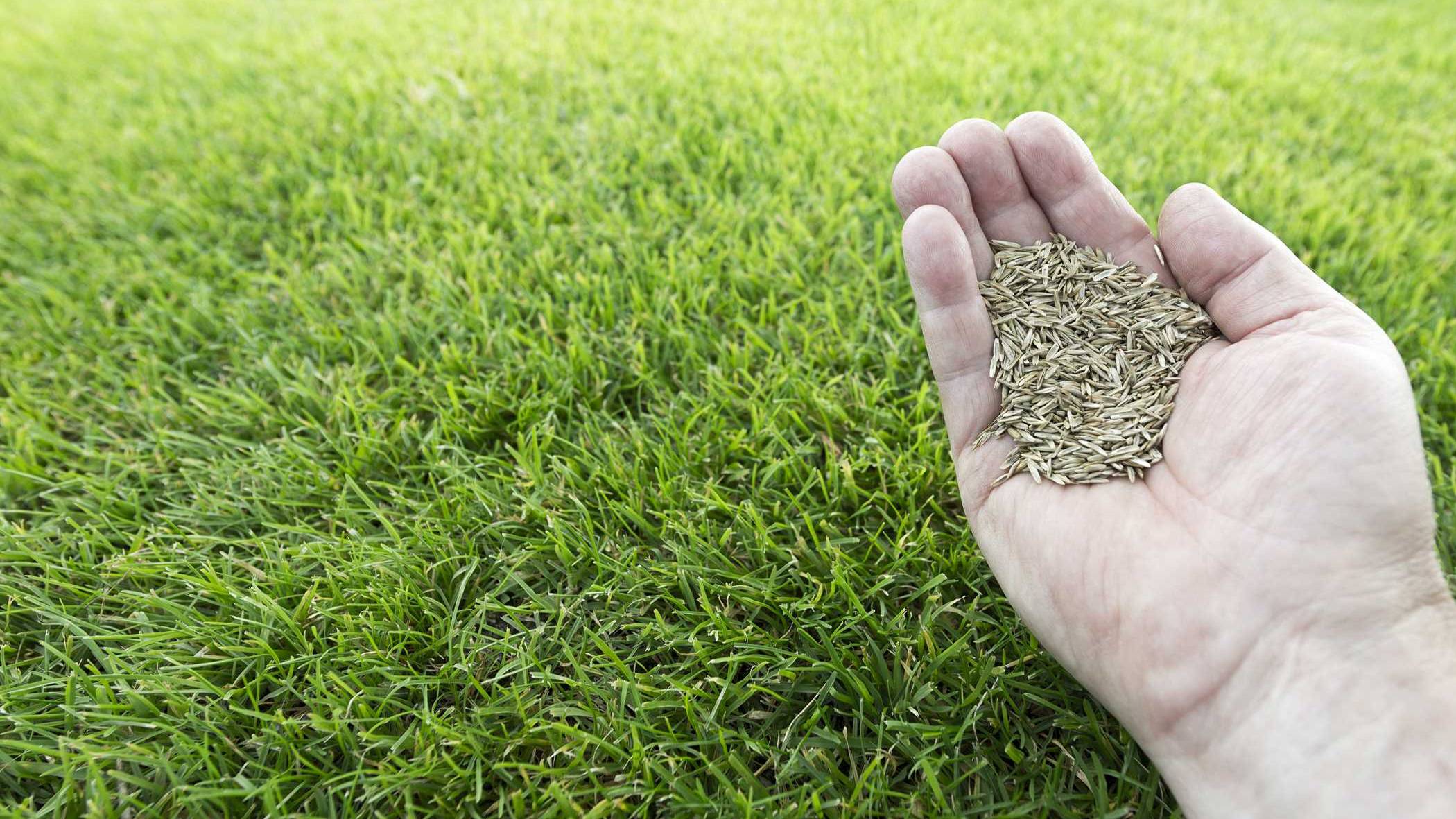 Красивый газон своими руками