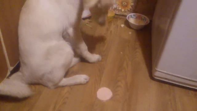 мой бывший дорогой лабродор