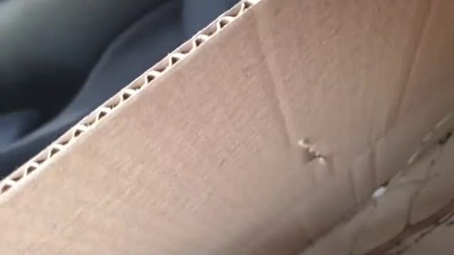 Агромаркет, саженцы