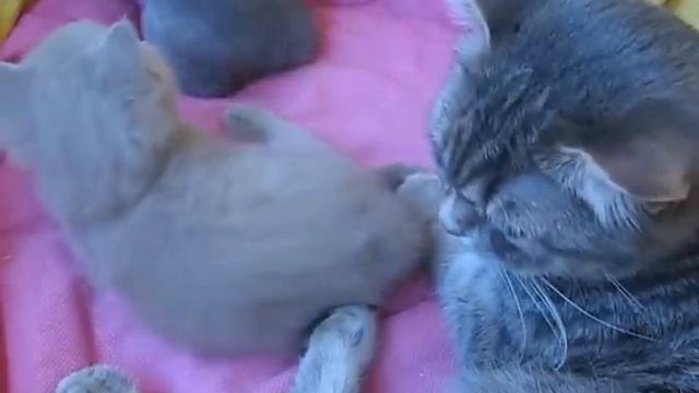 Шотландская кошка заботится о британских котятах