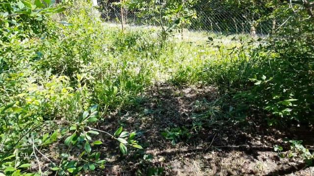 Наша дача. Да будет вода 🙂