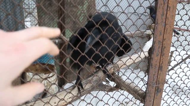 говорящий ворон самка