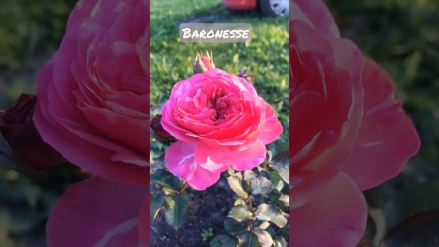 Rose Baronesse, Tantau