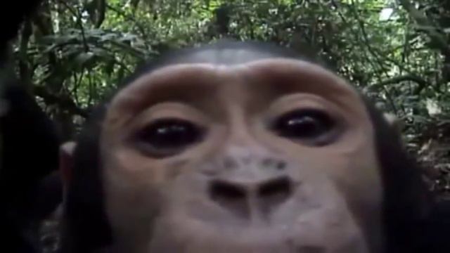 Смешные обезьянки