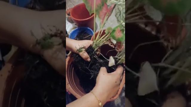 Dc40dfc0f14b6dad4938d96598bf5c75