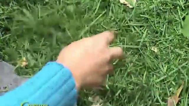 D5d3950ad99833fb9948a8cae5e69036