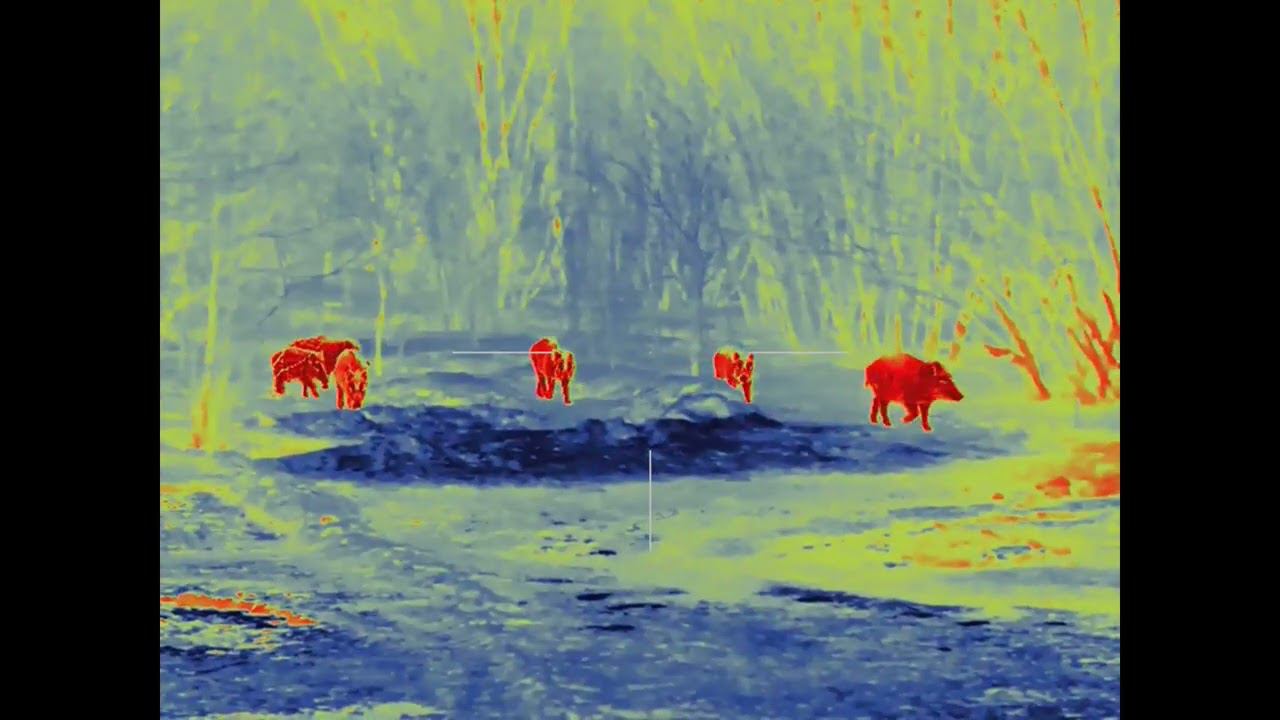 Охота с вышки на кабана с тепловизионным прицелом GUIDE TU650