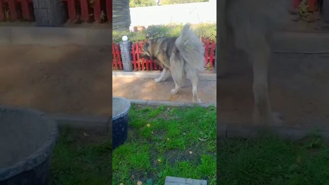 Моня и Буся / Кавказец и Пти Брабансон / мои собаки, моя душа!