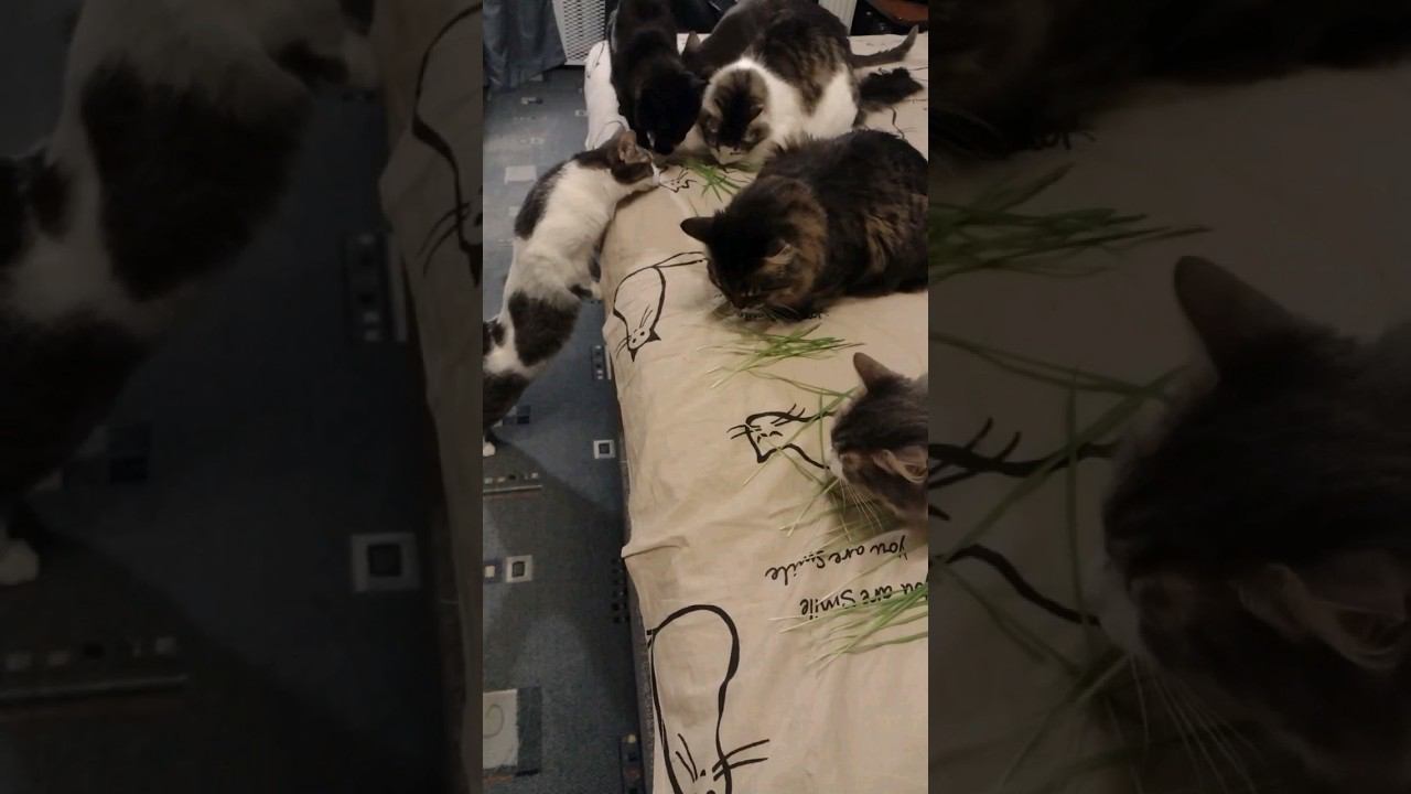 Наша котоферма. #кошка #cat #gato #katze #chat #kedi #猫 #고양이 #貓 #микрозелень