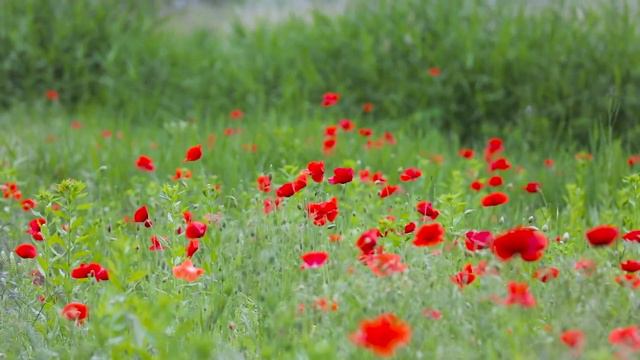 Flower Story 2016|bubbly Brings Joy|Red Rose