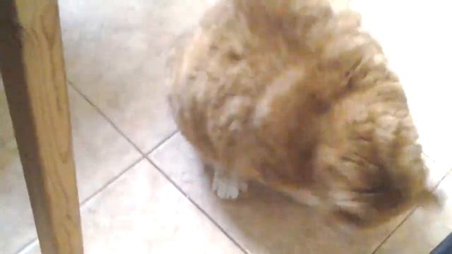 Кот бегает за хвостом