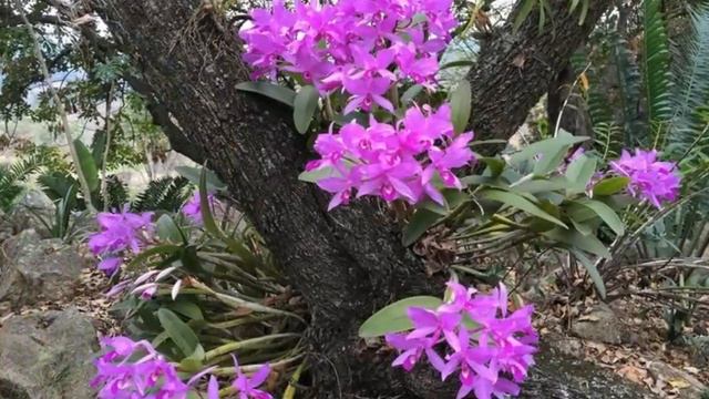 Cuidados Y Cultivo De LA ORQUÍDEA CATTLEYA, Mi Diario De Jardin