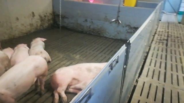 Свиняче блогерство. Вся правда.