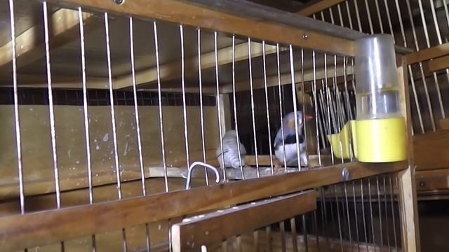 Первые яйца у амадин и канареек.