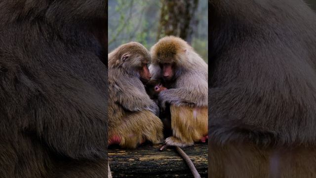 Красота Примат