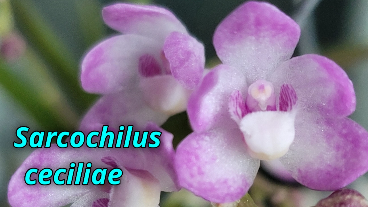 Sarcochilus Ceciliae долгожданное цветение.