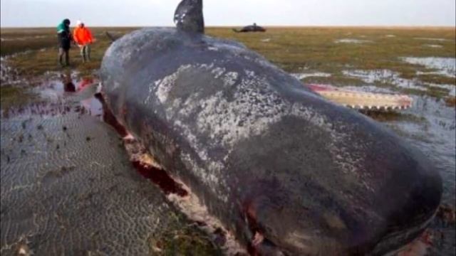 2ecf48ae4212900e94866a1629570e62