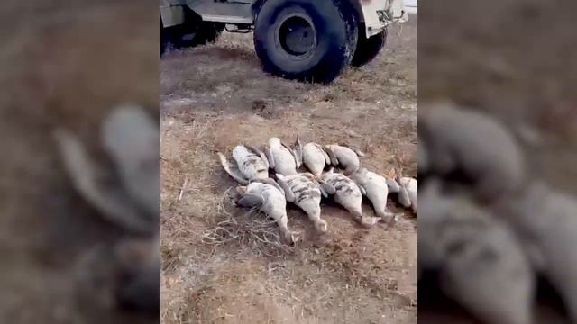 Охота на гуся  Ямал 2023