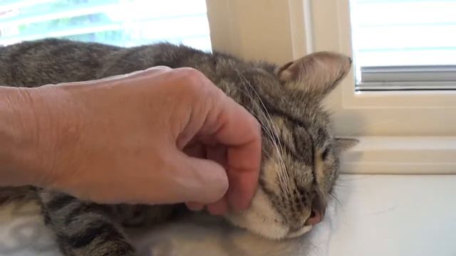 HAR FÅTT ETT HEM! Gardenia