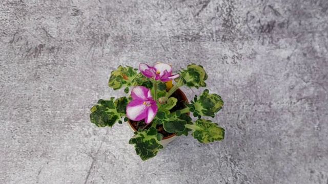 Usambaraveilchen|Africanviolet|Фиалка|Обзор сортов|Fay's Rachel|ШМ-Звездная фея|DS-Лавандовая сказк