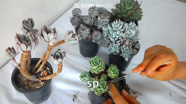 물 안주고 키운 다육이(여미월, SP, 바이올렛퀸, 에꼬라떼) 하엽정리