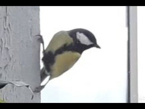 Синицы прилетели