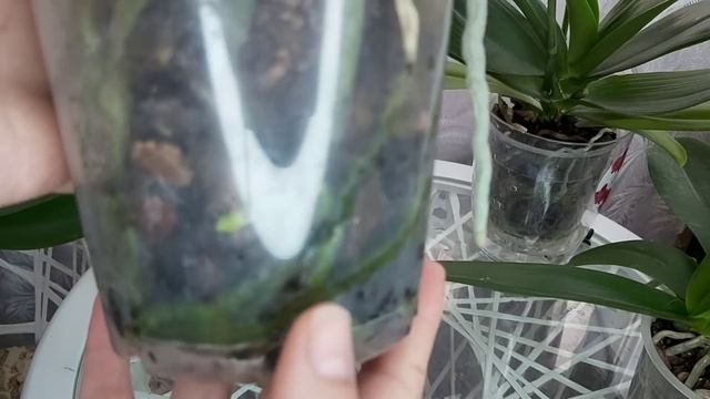 Просто ПОСТАВЬ ТАК! Корни орхидеи ВЗОРВУТ горшок