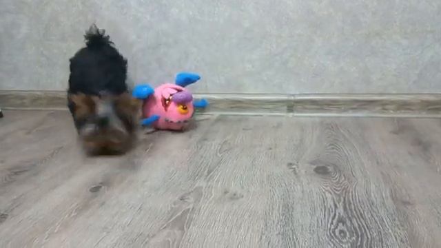 #йоркширский_терьер