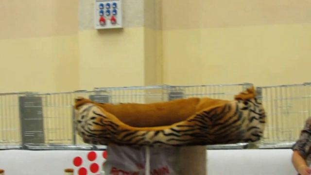 Best Kitten 16/09/2012