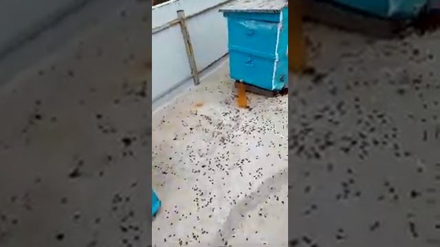 Потрава целых пасек в округе хутора лихого рост. Обл.