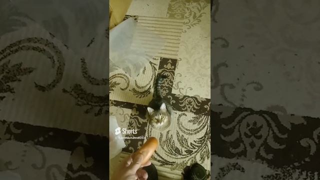 Хозяин... я тоже хочу сардельку  !!!